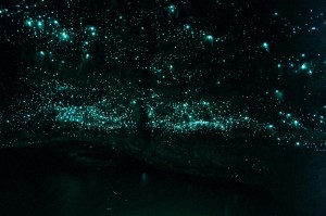 Spellbound Glowworms at end of cave